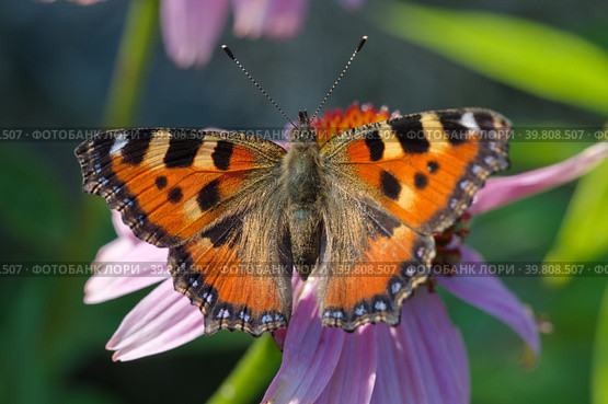 Бабочка крапивница (лат. Aglais urticae) на цветке эхинацеи пурпурной (лат. Echinacea purpurea) крупным планом. Стоковое фото, фотограф Елена Коромыслова / Фотобанк Лори