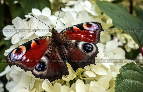 Бабочка Павлиний глаз / Peacock eye butterfly on meadow flowers of hydrangea. Стоковое фото, фотограф Iva Noel / Фотобанк Лори
