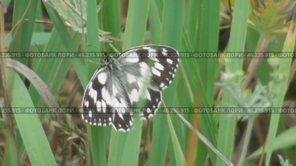 Бабочка Пестроглазка галатея Melanargia galathea. Стоковое видео, видеограф Александр Мамонтов / Фотобанк Лори
