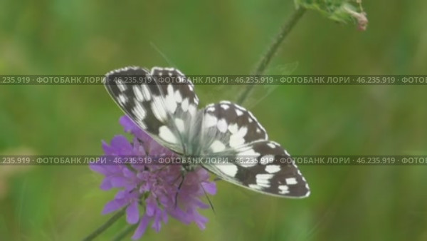 Бабочка Пестроглазка галатея Melanargia galathea. Стоковое видео, видеограф Александр Мамонтов / Фотобанк Лори