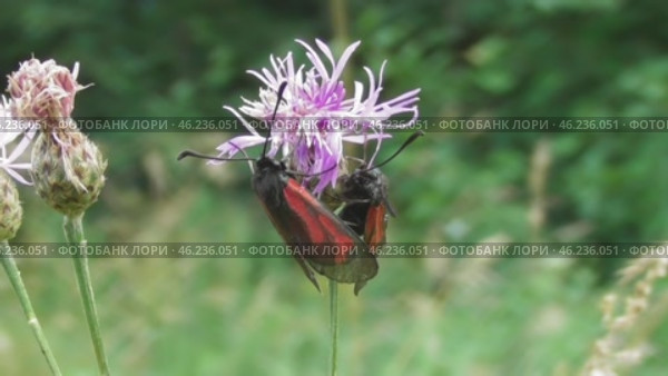 Бабочка Пестрянка скабиозовая Zygaena osterodensis Reiss. Стоковое видео, видеограф Александр Мамонтов / Фотобанк Лори