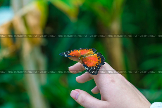 Бабочка Red Lacewing (Cethosia biblis) Стоковое фото, фотограф Ростислав Агеев / Фотобанк Лори