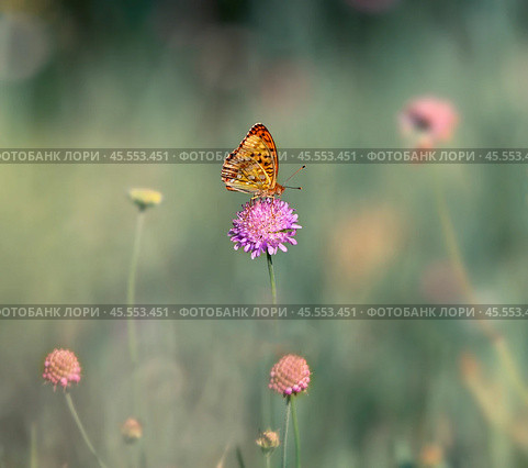 Бабочка шашечница Аталия (лат. Melitaea athalia) на луговом цветке. Стоковое фото, фотограф Олег Пученков / Фотобанк Лори