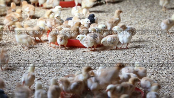 baby chickens on poultry farm. Стоковое видео, видеограф Яков Филимонов / Фотобанк Лори