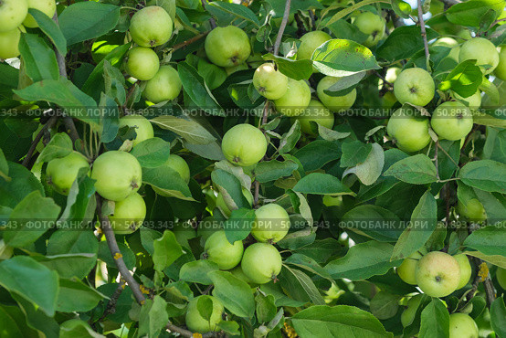 Background of apples and branches on an apple tree, selective focus. Summer seasonal harvest. Organic farming, gardening, vegetarian eco food. Стоковое фото, фотограф Мария Зубарева / Фотобанк Лори