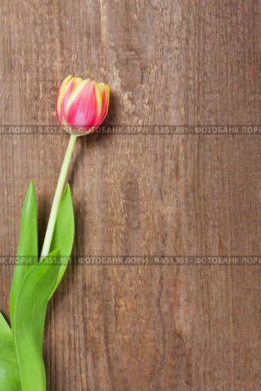 background plant flower wood backdrop. Стоковое фото, фотограф Heiko Barth / PantherMedia / Фотобанк Лори