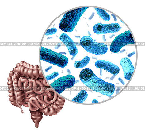 Bacteria in the intestine as gut probiotic bacterium inside small intestine and digestive microflora inside the colon or bowel as a health symbol for microbiome as a 3D render isolated on a white background. Стоковое фото, агентство Ingram Publishing / Фотобанк Лори