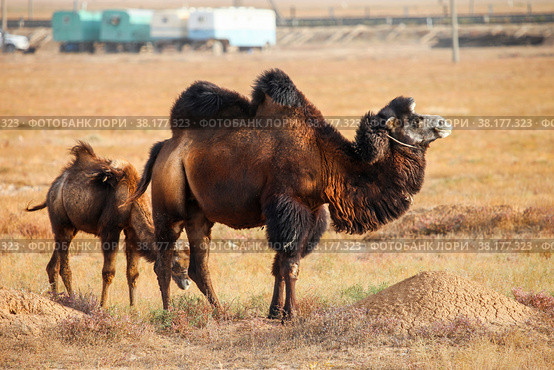 Bactrian camels. Стоковое фото, фотограф Art Konovalov / Фотобанк Лори