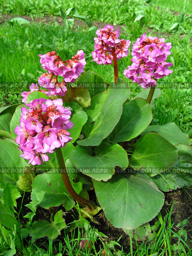 Бадан (лат. Bergenia) Стоковое фото, фотограф lana1501 / Фотобанк Лори