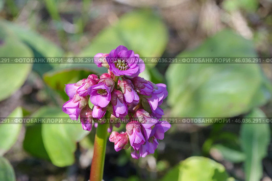 Бадан толстолистный (лат. Bergenia crassifolia) в саду крупным планом. Стоковое фото, фотограф Елена Коромыслова / Фотобанк Лори