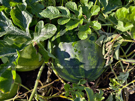 Бахча. Арбуз под листьями. Watermelon fruit surrounded by stems and leaves in the garden. Стоковое фото, фотограф Сергей Пристяжнюк (Serg Zastavkin) / Фотобанк Лори