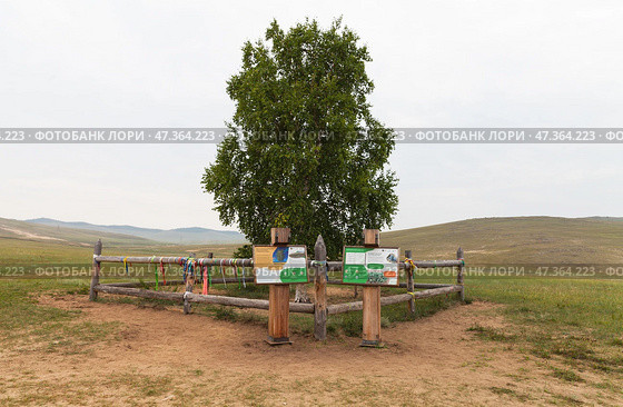 BAIKAL LAKE, KHUZHIR VILLAGE, IRKUTSK REGION, RUSSIA - August 01, 2024: A lonely birch tree in deserted steppe on the sandy shore of Olkhon Island is a natural landmark in the Pribaikalsky Nature Park. Редакционное фото, фотограф Виктория Катьянова / Фотобанк Лори