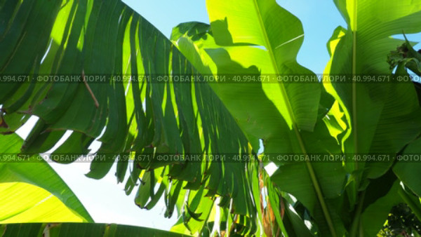 Banana tree, cultivated plant of the genus Banana Musa. Large green beautiful banana leaves sway in the wind. Blue sky. Banana plantation in Ecuador. Tropical sunny evening. Tourism and agriculture. Стоковое видео, видеограф Юлия Петровская / Фотобанк Лори