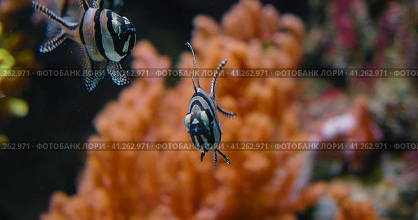 Banggai Cardinalfish swimming over soft coral, mangrove roots in the wild. Endangered species of exo. Стоковое фото, фотограф Igor Tichonow / Фотобанк Лори