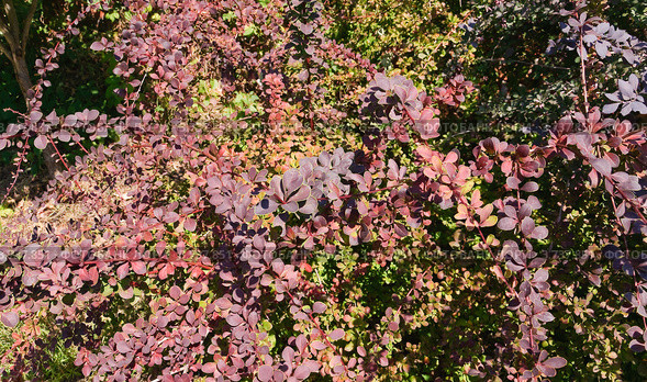Барбарис Тунберга краснолистный окаймлённый (Berberis thunbergii) Стоковое фото, фотограф Алёшина Оксана / Фотобанк Лори