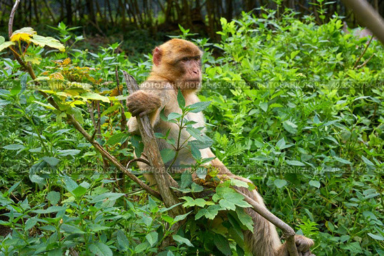 Barbary apes macaca sylvanus macaque monkey. Barbary apes macaca sylvanus macaque monkey outdoor. Стоковое фото, агентство Ingram Publishing / Фотобанк Лори