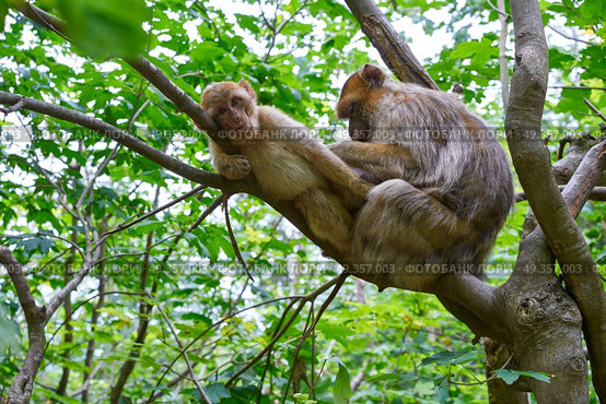 Barbary apes macaca sylvanus macaque monkey. Barbary apes macaca sylvanus macaque monkeys outdoor. Стоковое фото, агентство Ingram Publishing / Фотобанк Лори