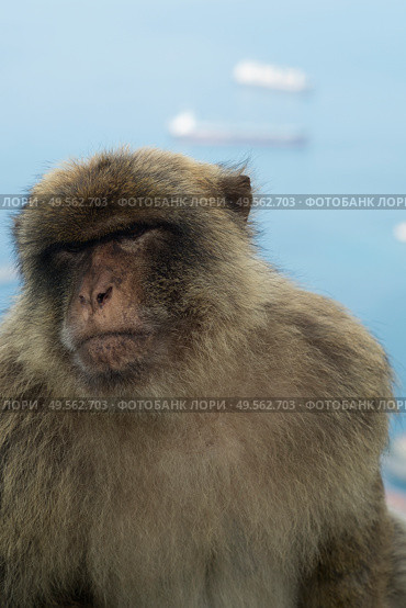Barbary macaque in Gibraltar, Gibraltar (British Overseas Territories) Стоковое фото, фотограф Елена  Попкова / Фотобанк Лори