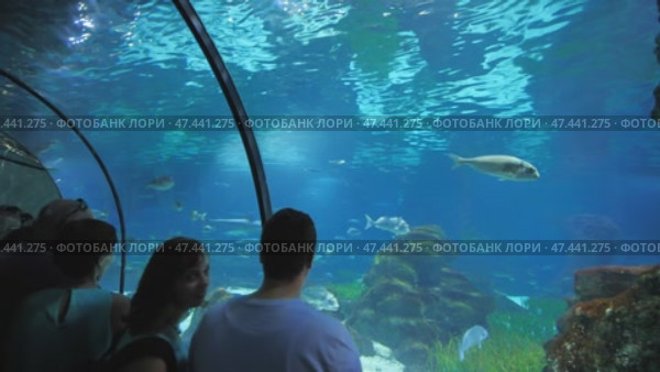 Barcelona, Spain - August 5, 2018: Tourists visits Barcelona Aquarium. Aquarium located in Port Vell, a harbor in Barcelona, Catalonia, Spain. Редакционное видео, видеограф Mikhail Davidovich / Фотобанк Лори