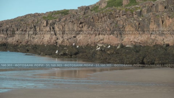 Barents Sea, sandy shore in Teriberka, Kola peninsula. Стоковое видео, видеограф Маргарита Кирьякова / Фотобанк Лори