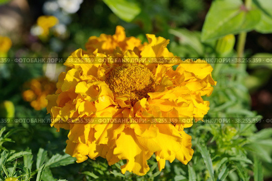 Бархатец прямостоячий (лат. Tagetes) крупным планом. Стоковое фото, фотограф Елена Коромыслова / Фотобанк Лори