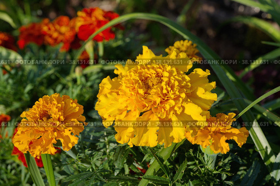Бархатцы (лат. Tagetes) цветут в саду. Стоковое фото, фотограф Елена Коромыслова / Фотобанк Лори