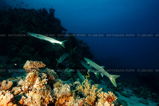 Barracudas Patrolling the Reef in the Depths of the Red Sea. Стоковое фото, фотограф Aleksandr Golubev / Фотобанк Лори