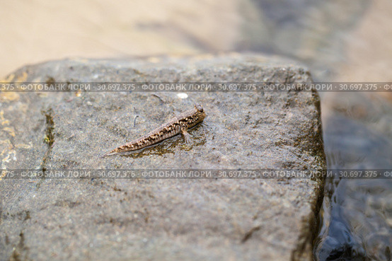 Barred mudskipper or silverlined mudskipper (2019 год). Стоковое фото, фотограф EugeneSergeev / Фотобанк Лори