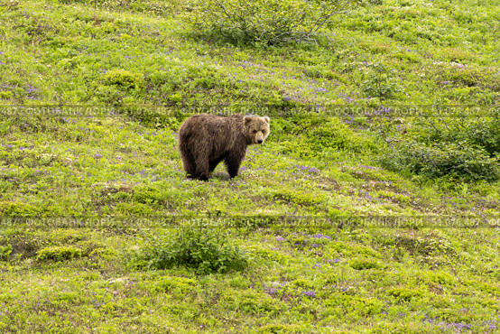 Bear on the Mountain Slope of Kamchatka. Стоковое фото, фотограф Владимир Рыжов / Фотобанк Лори
