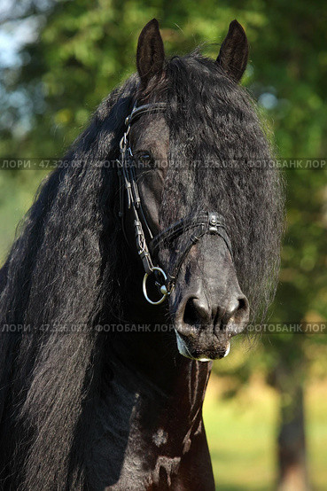 Beautiful black friesian horse portrait in the summer nature background. Портрет красивого вороного коня породы фриз на фоне летней зелени. Стоковое фото, фотограф Михаил Кондрашов / Фотобанк Лори