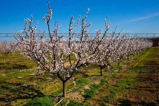 Beautiful blooming apricot trees in spring garden. Стоковое фото, фотограф Яков Филимонов / Фотобанк Лори