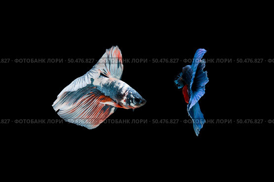 Beautiful colorful of siamese betta fish . Стоковое фото, агентство Ingram Publishing / Фотобанк Лори