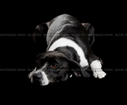 Beautiful dog lying on the floor with a sad look, isolated on black. Стоковое фото, агентство Ingram Publishing / Фотобанк Лори
