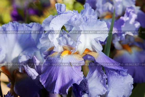 beautiful flower iris closeup. blue, orange, purple. Стоковое фото, агентство Ingram Publishing / Фотобанк Лори