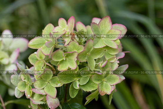 Beautiful flower of the paniculate hydrangea Metallica. Стоковое фото, фотограф Ольга Сейфутдинова / Фотобанк Лори