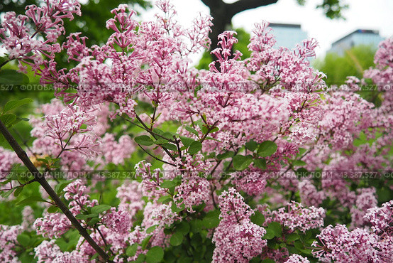 Beautiful inflorescences of pink lilac on branch in the city park of Warsaw, Poland. Beautiful flowering flowers of lilac tree Syringa vulgaris. Spring blossom. Syringa plant olive family or Oleaceae. Стоковое фото, фотограф Юлия Петровская / Фотобанк Лори