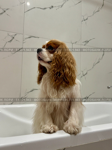 Beautiful King Charles spaniel, English toy spaniel in the bathroom, dog washes paws. Стоковое фото, фотограф Соболева Наталия / Фотобанк Лори