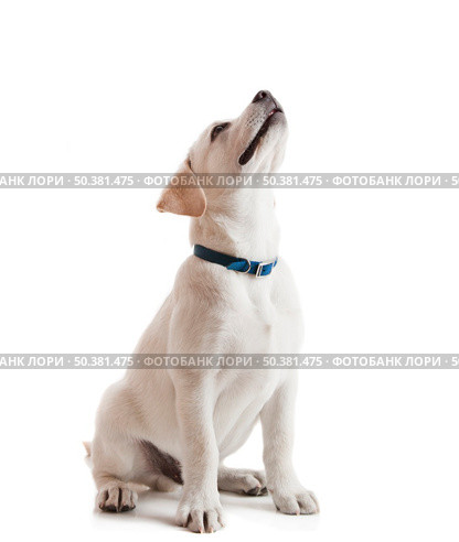 Beautiful labrador retriever cream puppy isolated on white background wearing a blue dog-collar. Стоковое фото, агентство Ingram Publishing / Фотобанк Лори
