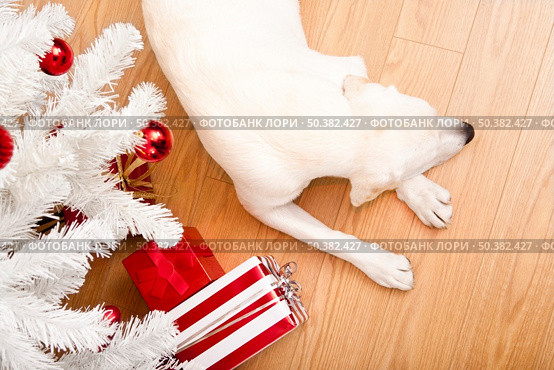 Beautiful Labrador retriever on Christmas day lying on the floor. Стоковое фото, агентство Ingram Publishing / Фотобанк Лори