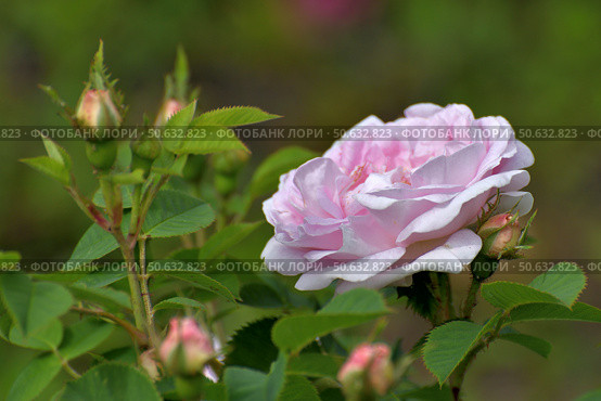 Beautiful large light pink rose on a bush. Стоковое фото, фотограф Володина Ольга / Фотобанк Лори