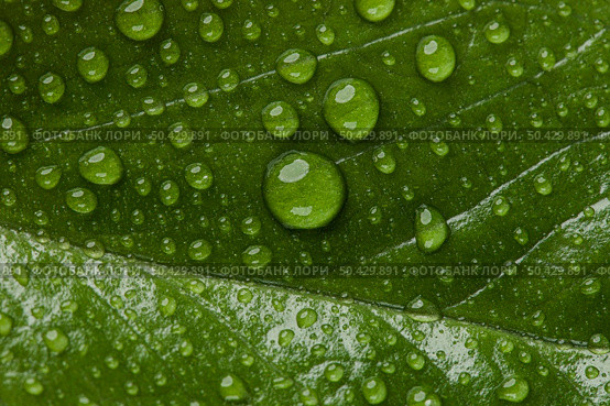 beautiful macro plant with rain drops 5. Стоковое фото, агентство Ingram Publishing / Фотобанк Лори