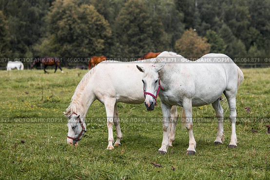 Beautiful natural landscape. Beautiful horses in the pasture. The horses are in the paddock. Livestock. Стоковое фото, фотограф Photojuli / Фотобанк Лори