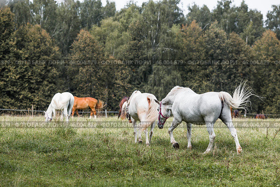 Beautiful natural landscape. Beautiful horses in the pasture. The horses are in the paddock. Livestock. Стоковое фото, фотограф Photojuli / Фотобанк Лори