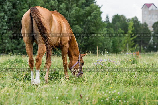 Beautiful natural landscape. Beautiful horses in the pasture. The horses are in the paddock. Livestock. Стоковое фото, фотограф Photojuli / Фотобанк Лори