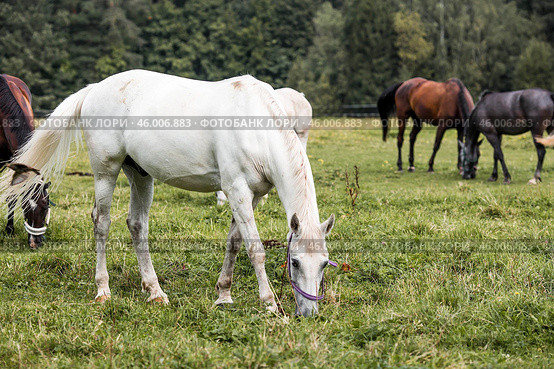 Beautiful natural landscape. Beautiful horses in the pasture. The horses are in the paddock. Livestock. Стоковое фото, фотограф Photojuli / Фотобанк Лори