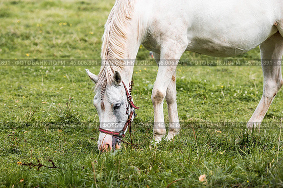Beautiful natural landscape. Beautiful horses in the pasture. The horses are in the paddock. Livestock. Стоковое фото, фотограф Photojuli / Фотобанк Лори