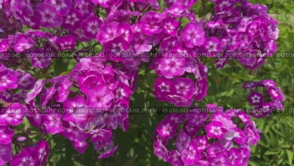 Beautiful pink flowers Phlox drummondii. annual phlox, Drummond phlox. a flowering plant. Flower background. Стоковое видео, видеограф Ирина Старикова / Фотобанк Лори