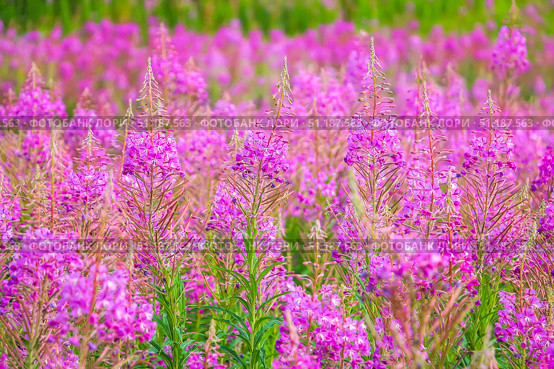 Beautiful pink purple blossoms of Chamaenerion angustifolium flowers or fireweed fire weed or willowherb willow herb. Стоковое фото, фотограф Denis Vostrikov / Фотобанк Лори