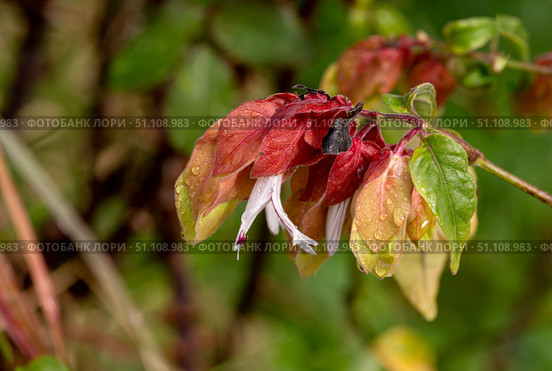 Beautiful plant (Justicia brandegeeana) close-up with raindrops. Стоковое фото, фотограф Татьяна Ляпи / Фотобанк Лори