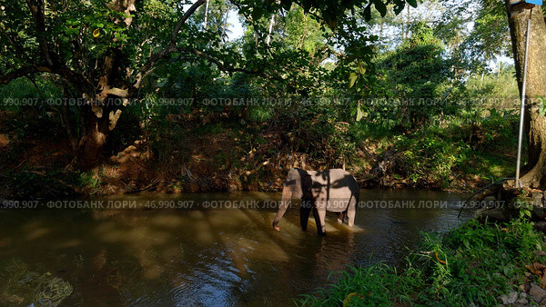 Beautiful playful elephant bathing in the river. Стоковое фото, фотограф David Kashakhi / Фотобанк Лори